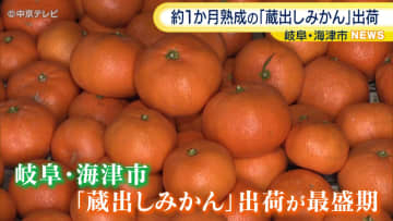 熟成させて甘みを引き出す「蔵出しみかん」　出荷が最盛期　岐阜・海津市