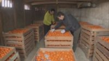 熟成させて甘みを引き出す「蔵出しみかん」　出荷が最盛期　岐阜・海津市