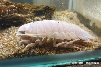 24匹の「オオグソクムシ」が長崎から鳥羽水族館へ　選ばれしペアを「へんな生きもの研究所」で展示スタート　驚異の生態を間近で観察　三重・鳥羽市