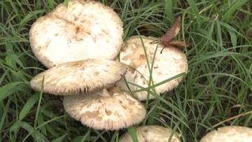 公園で大量発生「白い毒キノコ」　触った手で目をこするだけで炎症を起こす可能性も　名古屋・津島など各地で確認