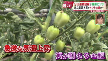 3日連続猛暑で野菜ピンチ！　農園で例年よりも数週間早く暑さ対策　ブロッコリーは約1万6000個「廃棄」　愛知・南知多町