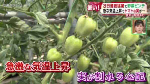 3日連続猛暑で野菜ピンチ！　農園で例年よりも数週間早く暑さ対策　ブロッコリーは約1万6000個「廃棄」　愛知・南知多町