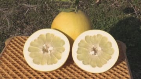 世界最大級のかんきつ類「バインペイユ」　収穫作業ピーク迎える