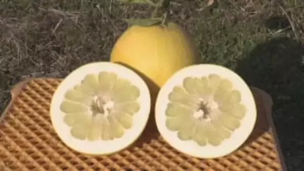 世界最大級のかんきつ類「バインペイユ」　収穫作業ピーク迎える