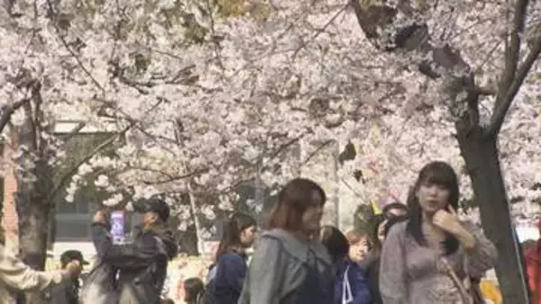 「テンション上がる」名古屋・鶴舞公園で桜が満開　4月下旬並みの暖かさ　花見客で賑わう