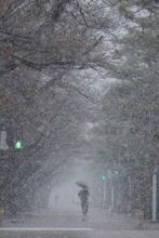 八戸や十和田で雪　花冷えの一日に