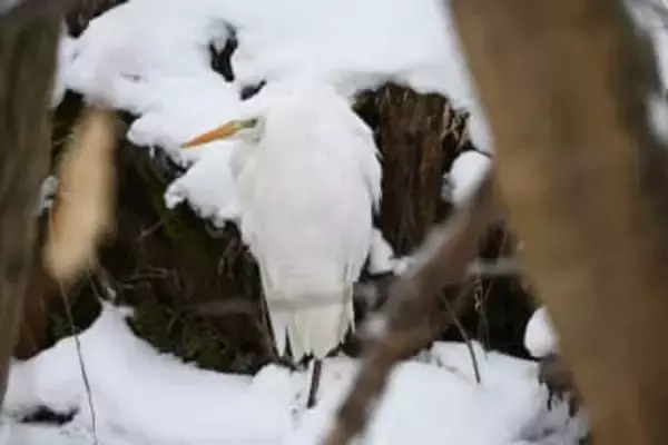 自然と野鳥、関連は？　桜沼公園（五戸）で観察会　