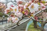 「桜前線、いよいよ八戸に　長根公園でソメイヨシノ開花」の画像1