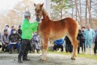 競売人、威勢よく　軽米で農用馬の競り市場
