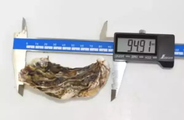 カキ養殖施設流出か　八戸沖、稚貝約3350個