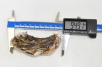 カキ養殖施設流出か　八戸沖、稚貝約3350個