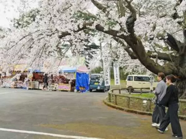 ソメイヨシノ、枝垂れ桜、八重桜…　多彩な桜楽しんで　さんのへ春祭り開幕