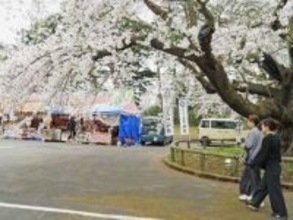 ソメイヨシノ、枝垂れ桜、八重桜…　多彩な桜楽しんで　さんのへ春祭り開幕