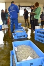 小川原湖で春漁解禁　シラウオ、ワカサギが水揚げ