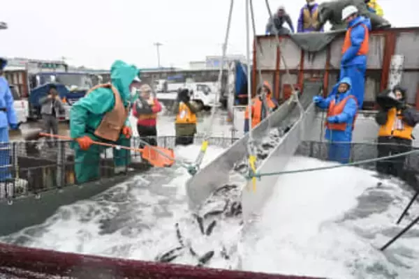 久慈の琥珀サーモン生産体制強化、1千トン台へ　いけす2基増