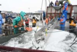 久慈の琥珀サーモン生産体制強化、1千トン台へ　いけす2基増