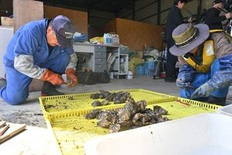 養殖カキ商品化へ前進　八戸みなと、市川漁協が販売可能性調査