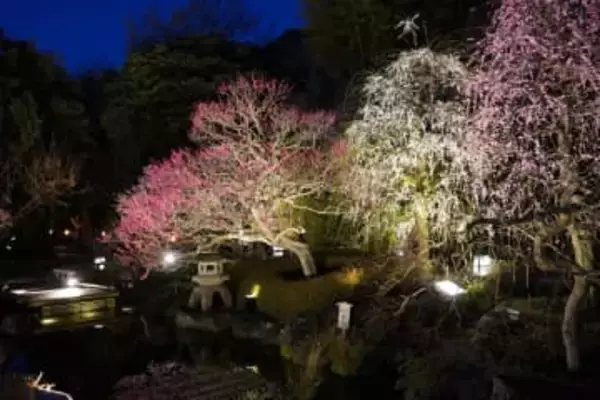 鎌倉長谷寺の冬至梅が見頃。2月6日からライトアップ