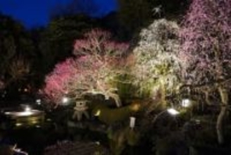 鎌倉長谷寺の冬至梅が見頃。2月6日からライトアップ