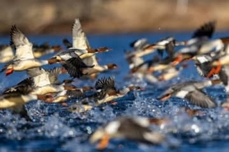 進化した多段トルクが超望遠による動物撮影を支える[Sponsored]