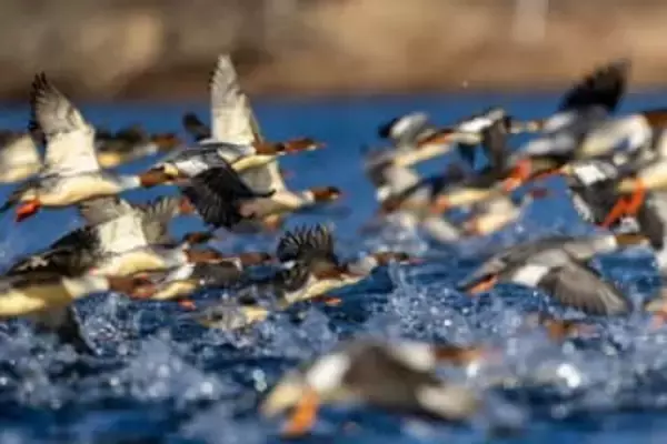 進化した多段トルクが超望遠による動物撮影を支える[Sponsored]