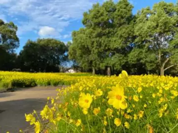 岐阜県の木曽三川公園センターでコスモスが咲き誇る「秋の花物語」