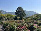 「箱根強羅公園で初夏を彩るバラが見頃　八重咲きのサンショウバラも」の画像1