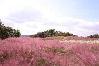 そらの花畑 世羅高原花の森でミューレンベルギアが見頃。赤ピンク色の穂が風にそよぐ