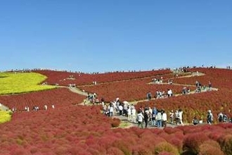 国営ひたち海浜公園のコキアが紅葉の最盛期に　ピークは10月20日頃まで　その後は赤／茶のグラデーションに