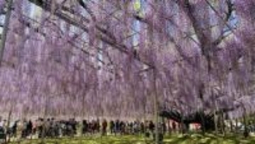 あしかがフラワーパークの「大藤」が満開。昨年より1週間早く見頃に