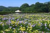 「300種20万本のハナショウブが咲き誇る「第39回あわら北潟湖畔花菖蒲まつり」」の画像1