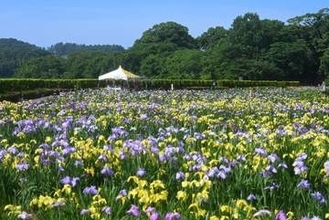 300種20万本のハナショウブが咲き誇る「第39回あわら北潟湖畔花菖蒲まつり」