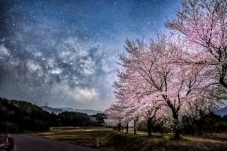 雪国の春を告げる胎内川夏井の千本桜　4月中旬から見頃に