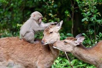 希望（HOPE） ～みんなで考える動物の未来～