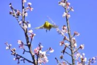 伊豆・城ケ崎海岸の寒桜が例年より早く見頃に　メジロも飛来