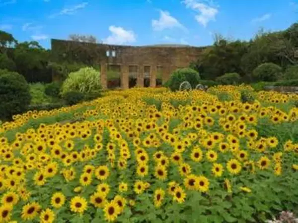 美ら島植物園で鮮やかな黄色いひまわりが開花。一足早く夏らしい景色に