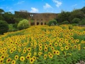 美ら島植物園で鮮やかな黄色いひまわりが開花。一足早く夏らしい景色に