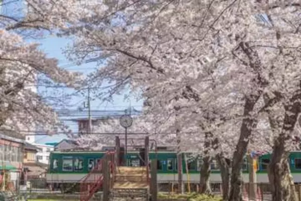 本当は秘密にしたい――滋賀県の桜スポットが公開中