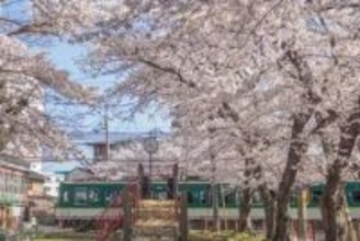 本当は秘密にしたい――滋賀県の桜スポットが公開中
