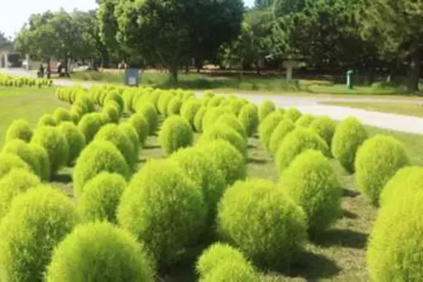 国営海の中道海浜公園で鮮やかな緑色のコキアが見頃に　フォルムが似た抹茶味のかき氷も