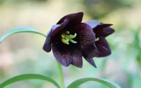 六甲高山植物園、黒紫色の花を咲かせる「クロユリ」が見頃に。5月下旬まで