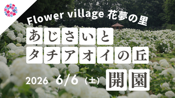 初夏の花を楽しむイベント「あじさいとタチアオイの丘」が開催中