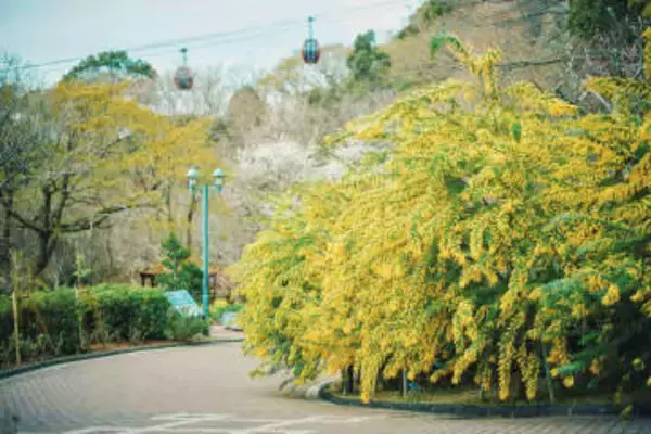 神戸布引ハーブ園／ロープウェイ、春の訪れを告げる花「ミモザ」が例年より早く見頃を迎える