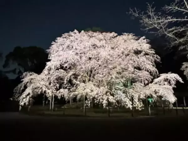六義園で“しだれ桜”の夜間ライトアップが開催。開花状況に合わせて期間限定で