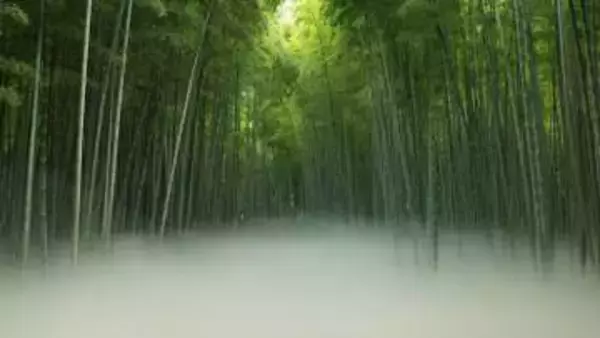 竹林に立ちこめる「雲海」を人工的に生成　ポートレート・コスプレ撮影の事前申請も可能