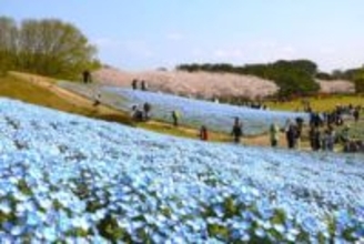 福岡・海の中道海浜公園で約100万本のネモフィラが開花 春の花が順次咲く「海の中道フラワーピクニック2026」