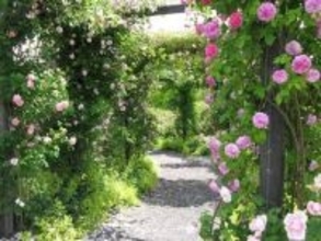 軽井沢レイクガーデンが2026年度の開園期間を発表。イングリッシュローズやハーブなどが庭園を彩る