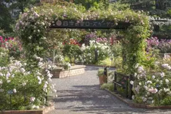 練馬区立 四季の香ローズガーデン、春バラが華やかに彩る中で開園10周年を迎える