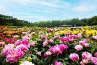 神代植物公園でバラが華やかに咲き誇る「春のバラフェスタ」