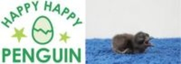 都市型水族館のAOAO SAPPOROで世界一小さなペンギン「フェアリーペンギン」が誕生